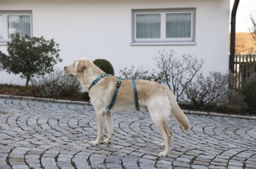 Miami Panic kutyahám - petrol, 25 mm, 64-100 cm