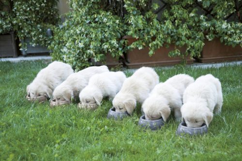 Műanyag tál - 1000 ml