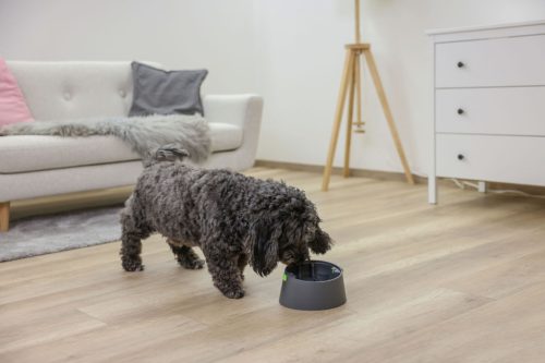 Multifeeder többfunkciós etetőtál 3 az 1-ben