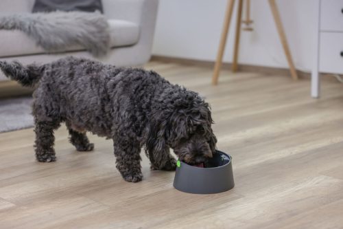 Multifeeder többfunkciós etetőtál 3 az 1-ben