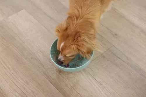 Habzsolásgátló nyalótál kutyáknak és macsakáknak - türkiszkék, átmérő: 20.5 cm