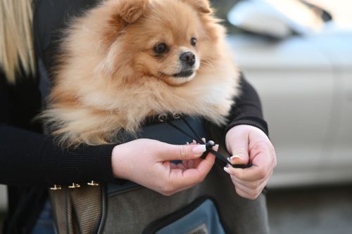 Vacation Front pet kutyaszállító táska - szürke/kék, 31 x 24 x 38 cm