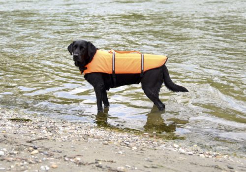 Life kutyakabát - narancs/fekete, 38-50 cm, 26 cm, 8 kg