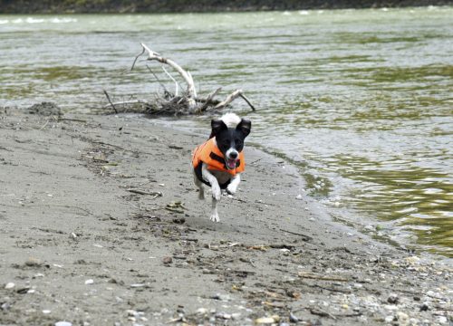 Life kutyakabát - narancs/fekete, 38-50 cm, 26 cm, 8 kg