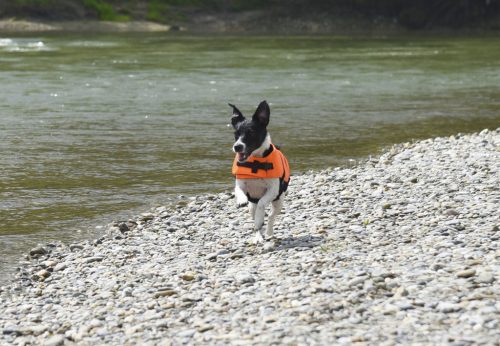 Life kutyakabát - narancs/fekete, 48-60 cm, 36 cm, 11 kg