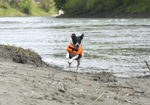 Life kutyakabát - narancs/fekete, 48-60 cm, 36 cm, 11 kg