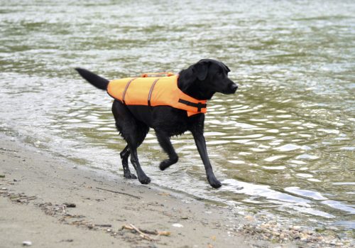 Life kutyakabát - narancs/fekete, 55-75 cm, 44 cm, 23 kg