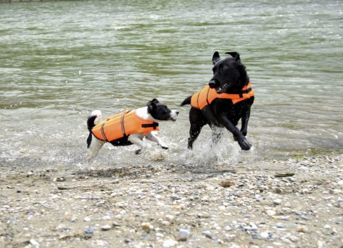 Life kutyakabát - narancs/fekete, 55-75 cm, 44 cm, 23 kg