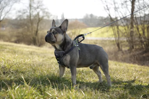 Biztonsági kutyahám kocsiba - fekete, M, 50-65 cm, 20 mm