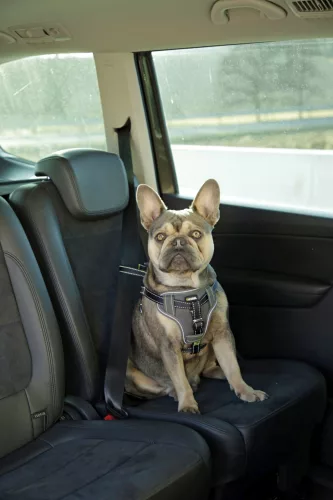 Biztonsági kutyahám kocsiba - fekete, L, 65-85 cm, 25 mm