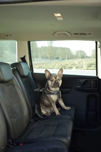 Biztonsági kutyahám kocsiba - fekete, L, 65-85 cm, 25 mm