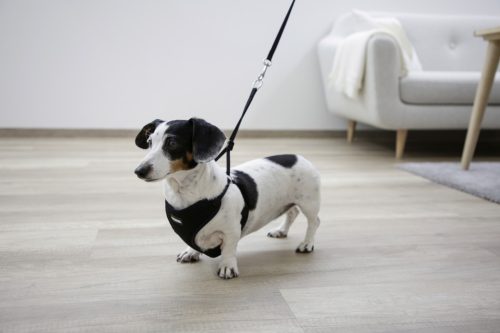 Kölyökkutyahám pórázzal - fekete, 24-44 cm, 10 mm