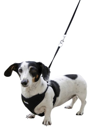 Kölyökkutyahám pórázzal - fekete, 24-44 cm, 10 mm