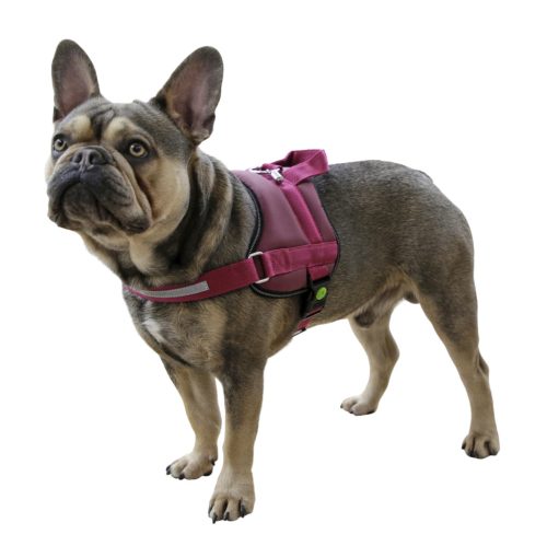 Maestro 2.0 hám - burgundy, azonosító tubussal, 64-90 cm, 25 mm