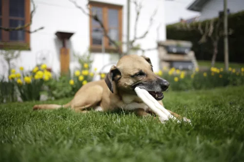 Marhabőr rágópálcika - 20 mm/25 cm, 3 db, 180 g