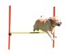 3 részes agility szett - piros/sárga