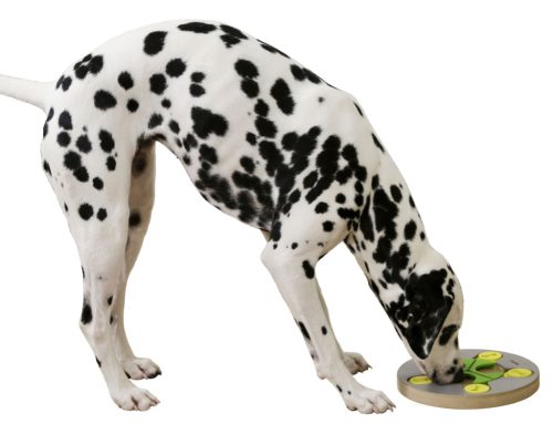 Switch gondolkodó és tanulójáték kutyáknak - 25 cm