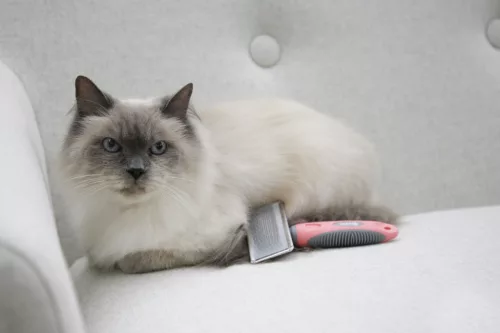 Puha drótfésű macskáknak - kicsi, 16 x 6 cm