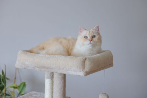 Alessia macskafa - bézs, 48.5 x 40 x 100 cm