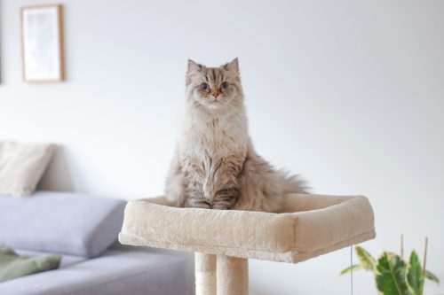 Alessia macskafa - bézs, 48.5 x 40 x 100 cm