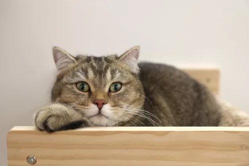 Timber falra szerelhető függőágy macskáknak - 38 x 33.5 x 16 cm