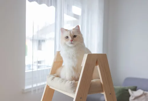 Ladder macskafa - bézs, 97 x 39.5 x 134 cm
