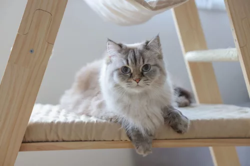 Ladder macskafa - bézs, 97 x 39.5 x 134 cm