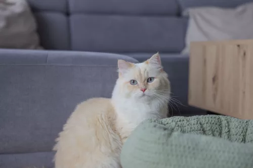 Anne macskaágy - zöld, 40 cm (átmérő) x 23 cm (magasság)