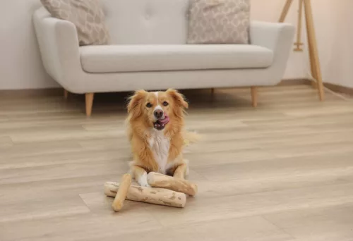 Rágófa kávéfából - átmérő: 4-5 cm, 20-25cm