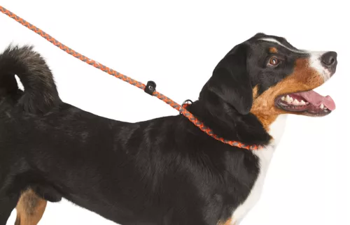 Maxi Safe egyszerű póráz - neon narancs, 170 cm x 12 mm