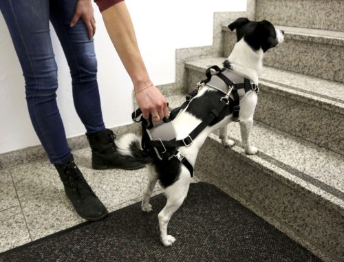 Biztonsági övhöz csatlakoztatható kutyahám autóba - méret: S