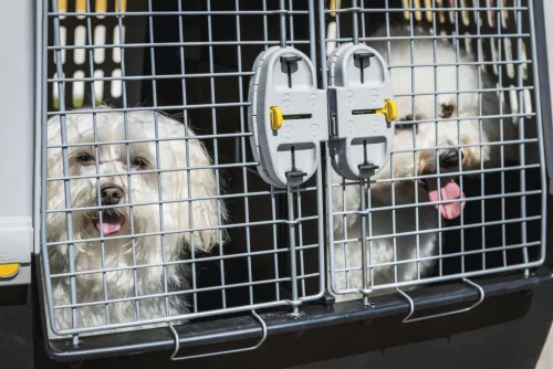 Gulliver szállítódoboz - szürke, 80 x 58 x 62 cm