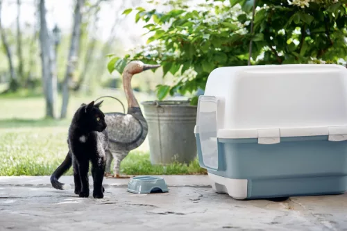 Cathy Clever & Smart alomdoboz