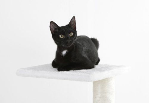 Venus macskabútor - fehér, 37 x 37 x 109 cm