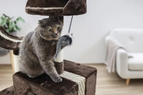 Safari Big macskabútor - barna, 60 x 36 x 122 cm