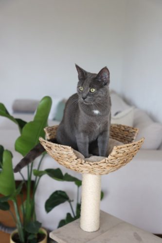 Banánleveles macskabútor - bézs, 70 x 35 x 100 cm