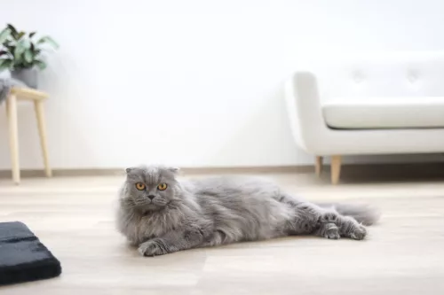 4-corner kaparófa - fekete