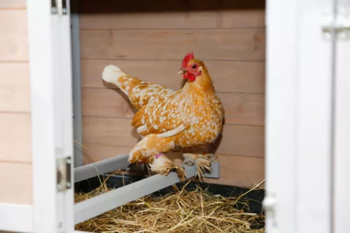 Bonny tyúkól fémkerettel a földön