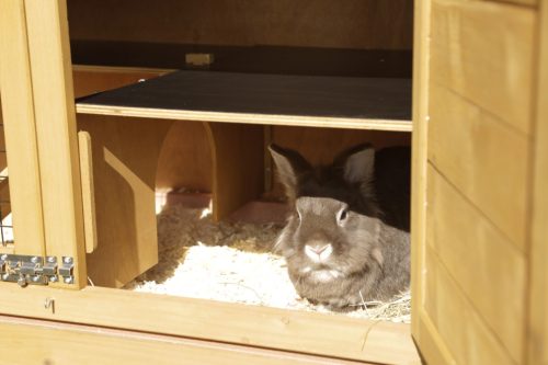 Appartement Pro nyúlház - 118 x 61 x 130 cm