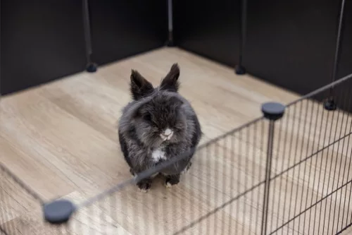 Kiegészítő műanyag fal elem 81744-es nyitott ketrechez - 6 db