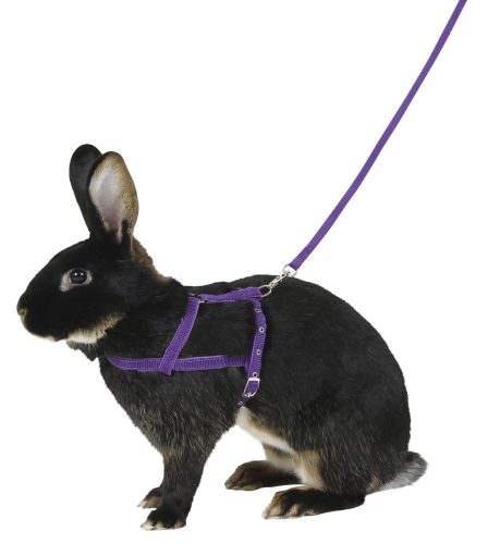 Agility hám nyulaknak - lila, méret: L