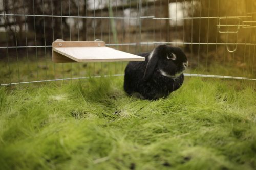 Terasz rágcsálóknak - 30 x 20 cm