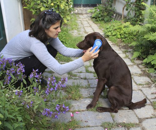 MagicBrush kutyakefe - éjkék