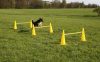 Agility ugrószett három akadállyal - sárga