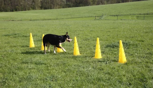 Agility ugrószett három akadállyal - sárga