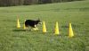 Agility ugrószett három akadállyal - sárga
