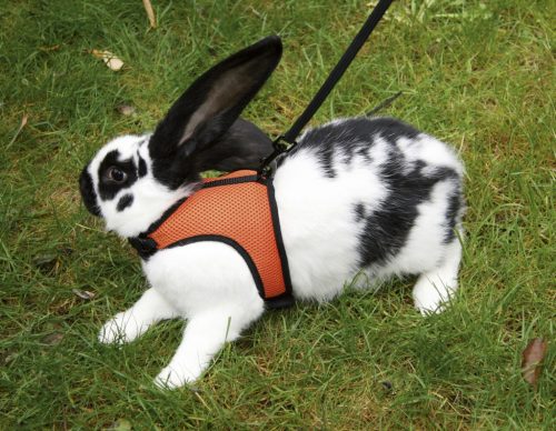Sporthám nyulaknak és rágcsálóknak - 33-43 cm, 22-26 cm