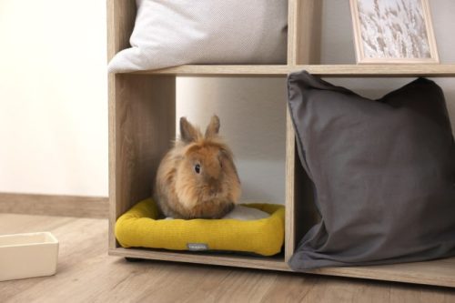 Kisállatpárna - sárga / fehér, 36 x 32 x 7 cm