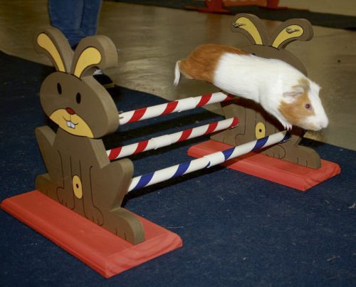 Agility rágcsáló akadály - 62 x 33 x 34 cm