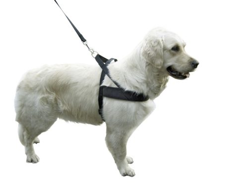 Miami Plus kutyahám - fekete, 46 cm / 40 mm, 65-85 cm